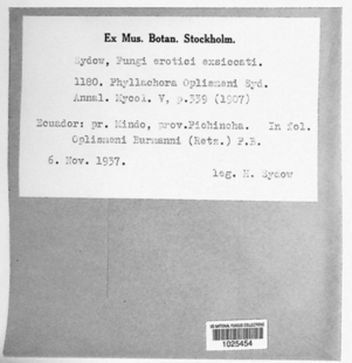 Phyllachora setariicola image
